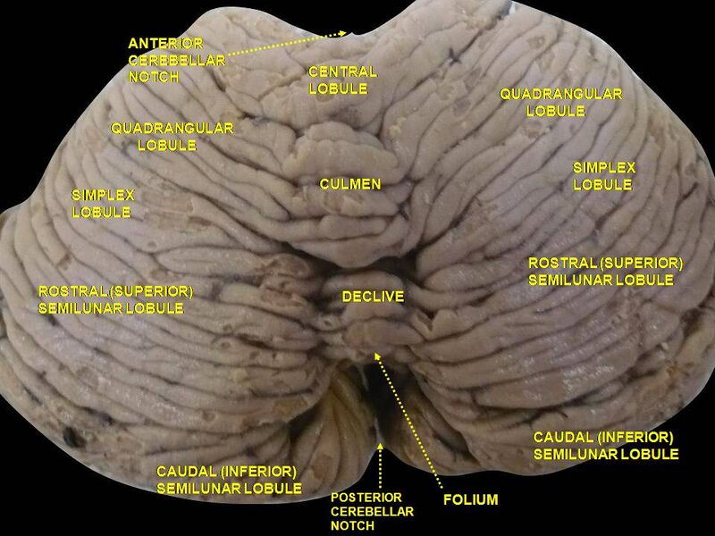 File:Slide3AST.JPG