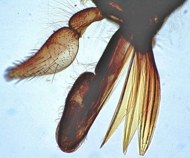 File:Tabanus-horsefly-mouthparts-2.jpg