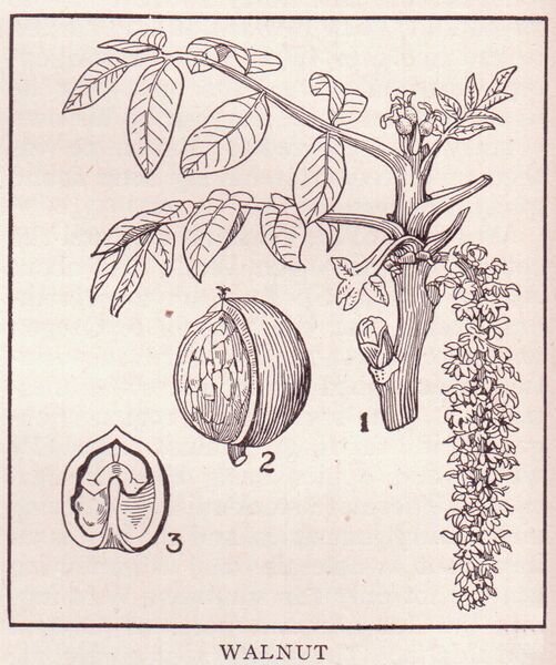File:Walnut.jpg