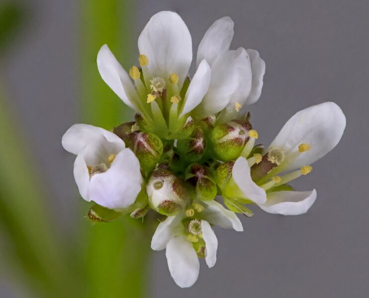 File:(MHNT)- Cardamine flexuosa inflorescence.jpg