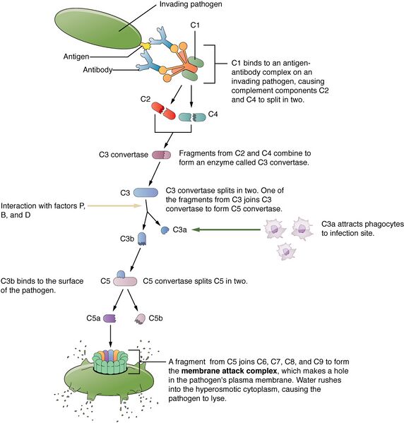 File:2212 Complement Cascade and Function.jpg