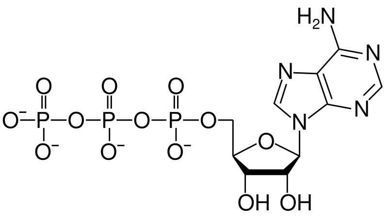 File:ATP structure revised.svg