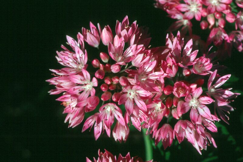 File:Allium amplectens.jpg