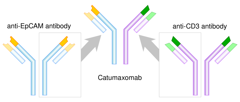 File:Catumaxomab structure.svg