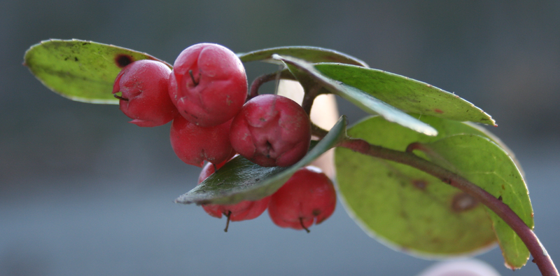 File:FountainSpringsWintergreen.png