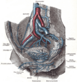 Testicular artery
