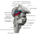 Gray's Anatomy illustration of the pons and medulla oblongata