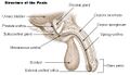 Anatomy of the penis