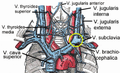 Venenwinkel and subclavian vein