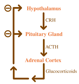 File:ACTH Negative Feedback.svg