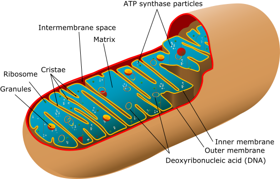 File:Animal mitochondrion diagram en (edit).svg