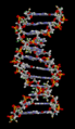 Animation of DNA structure