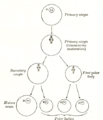 Oocyte