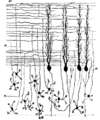 Thumbnail for version as of 01:23, 2 June 2026