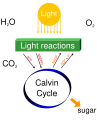 Photosynthesis