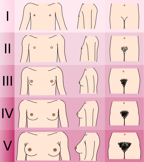 File:Tanner scale-female.svg