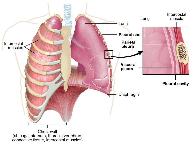 File:2313 The Lung Pleurea.jpg