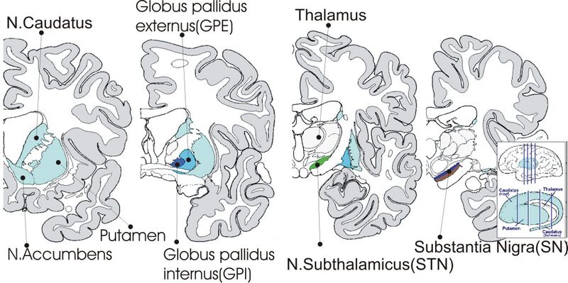 File:Anatomie-Basalganglien-A.jpg