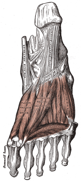 File:Gray445.png