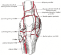 Anterior tibial recurrent artery - Image 1