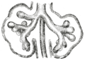 Thumbnail for version as of 17:27, 18 May 2026