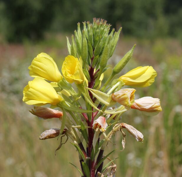 File:Oenothera rubricaulis 2014 G1.jpg