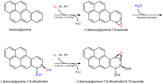 File:Benzo(a)pyrene metabolism.svg