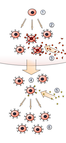 File:Clonal selection.svg