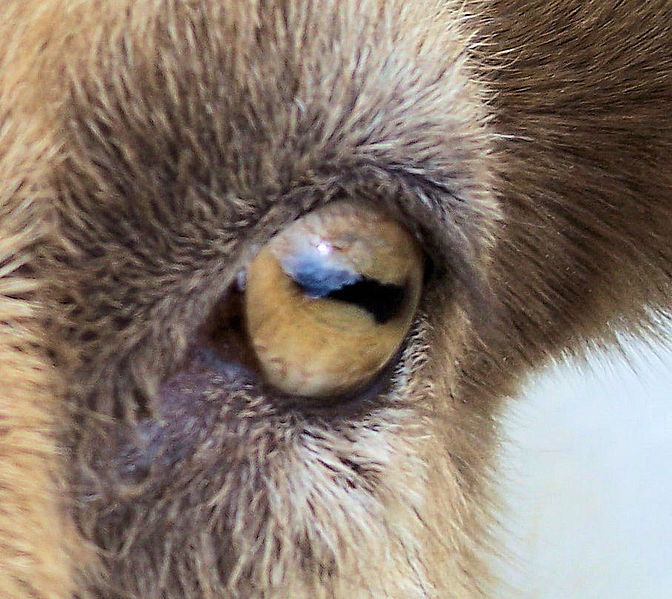 File:Closeup of goat eye.jpg