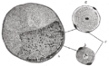 Thumbnail for version as of 17:28, 18 May 2026
