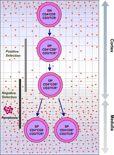 File:Intrathymic T Cell Differentiation.JPG