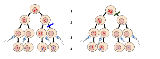 File:Nondisjunction Diagrams.svg