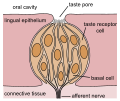 Thumbnail for version as of 12:34, 19 May 2026