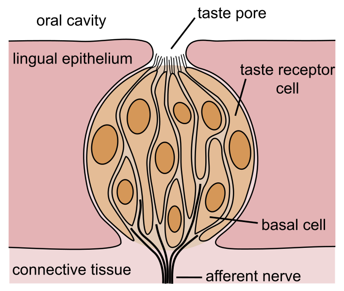 File:Taste bud.svg