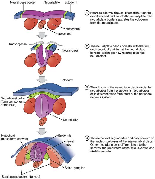 File:2912 Neurulation-02.jpg