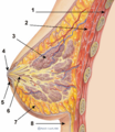 Mammary gland