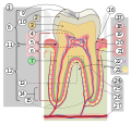 Cross sections of teeth