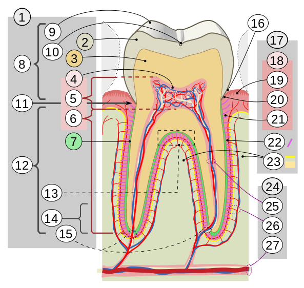 File:Cross sections of teeth intl.svg