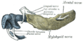 Lingual nerve anatomy