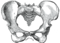Medial view of the hip bone