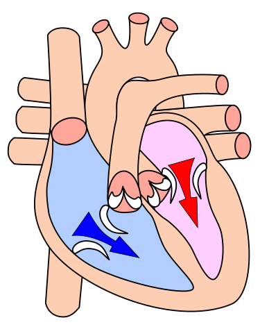 File:Heart diasystole.svg