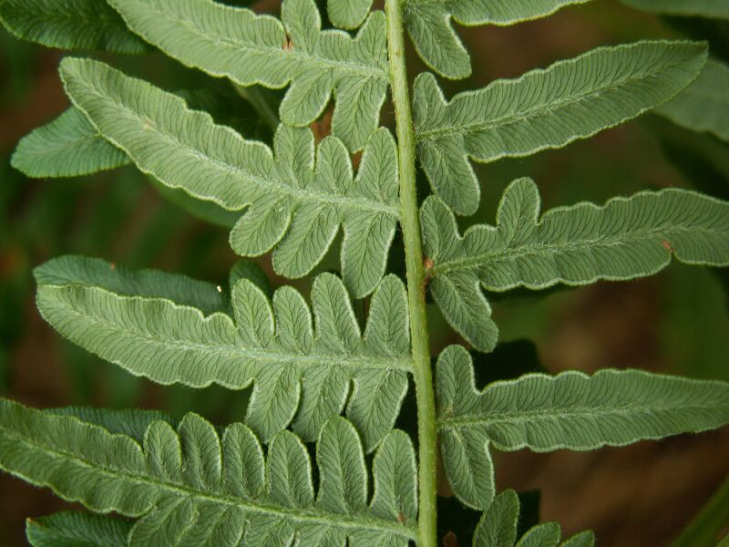 File:Pteridium leaf kz1.jpg