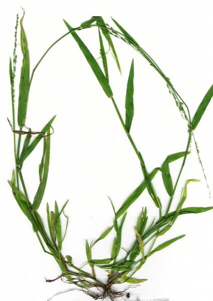 File:Starr 010324-9001 Ehrharta erecta.jpg