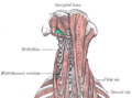 Suboccipital Triangle
