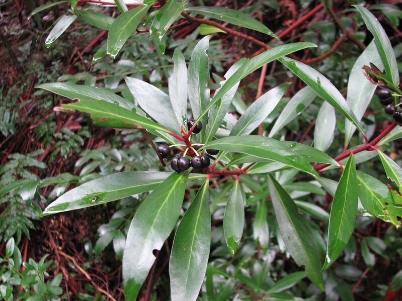 File:Tasmannia lanceolata.jpg