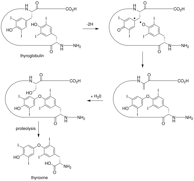 File:Thyroxine biosynthesis.svg