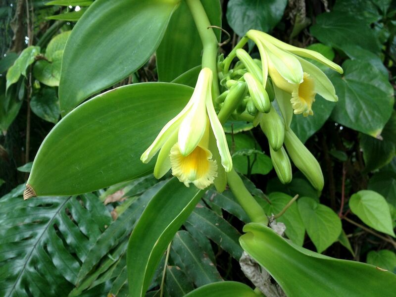 File:Vanilla planifolia (6998639597).jpg
