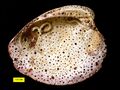 Shell of a hard clam with encrustations
