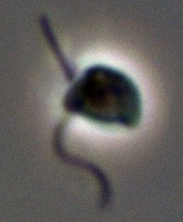 File:Cafeteria roenbergensis atcc50561 Protsville (cropped).jpg