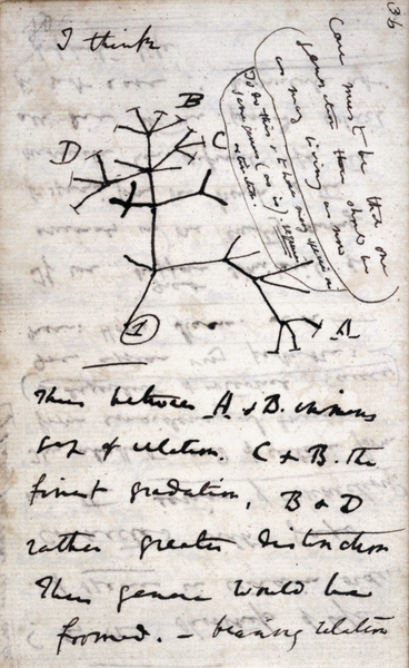 File:Darwin Tree 1837.png